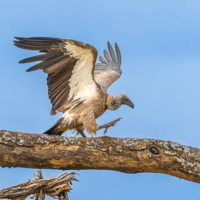 a bird with its wing spread spreads its wings to another bird