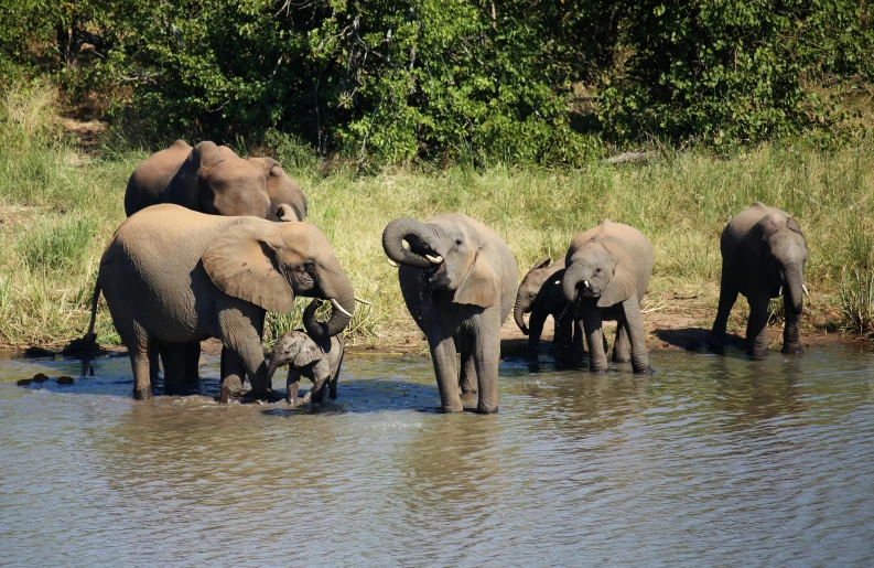 herd of elephants playing in water and grassy area