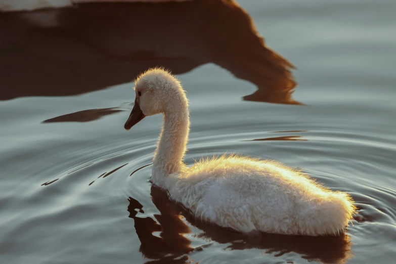 a baby swan floating on the water with it's head above the water