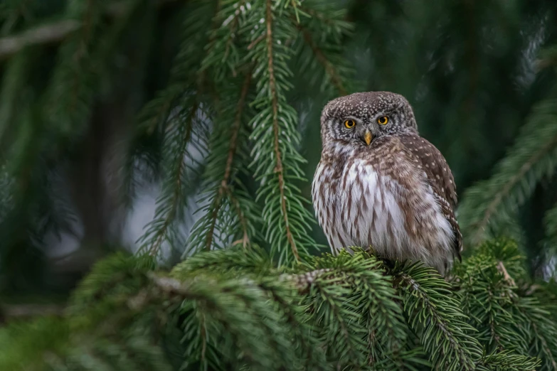 an owl perched in the center of the tree nches