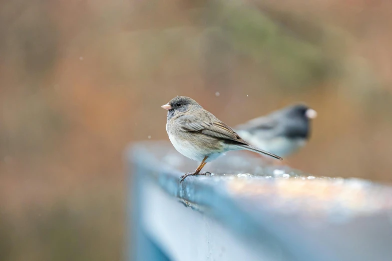 two small birds standing next to each other on a surface