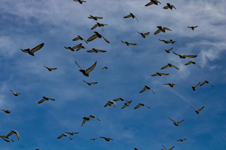 a flock of birds flying through the air