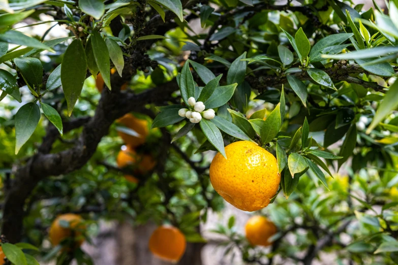 oranges are hanging from a tree with leaves