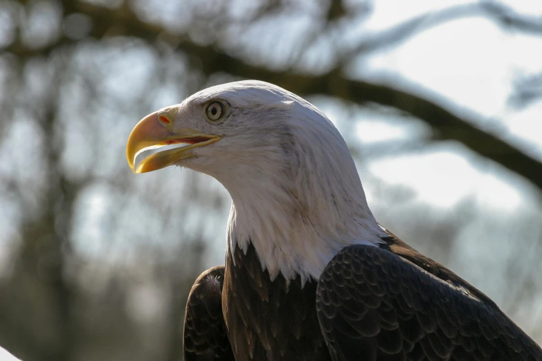 an eagle is perched on the tree limb