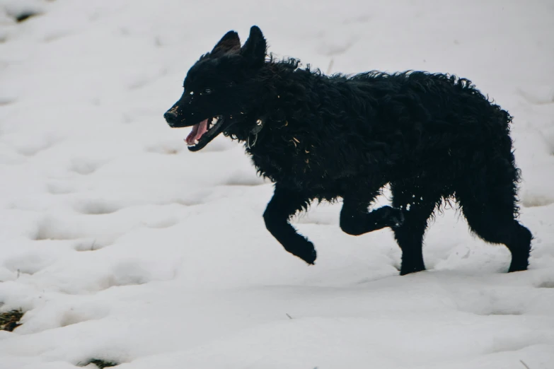 a black dog jumps up and down in the snow