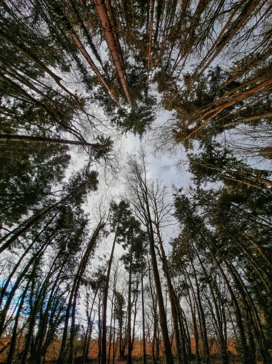 the view looking up at a tall tree canopy