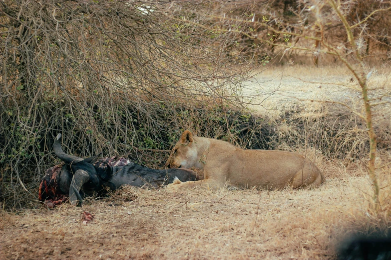 a lion and an animal lying next to each other on the ground