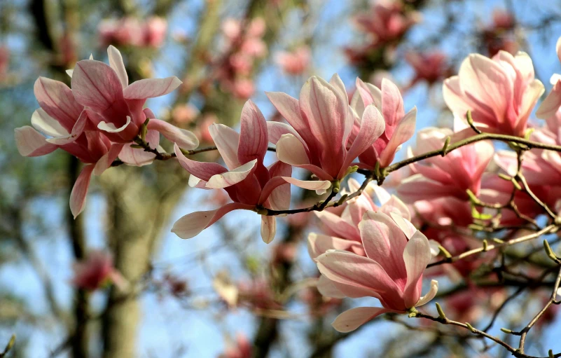 pink flowers are blooming in the tree