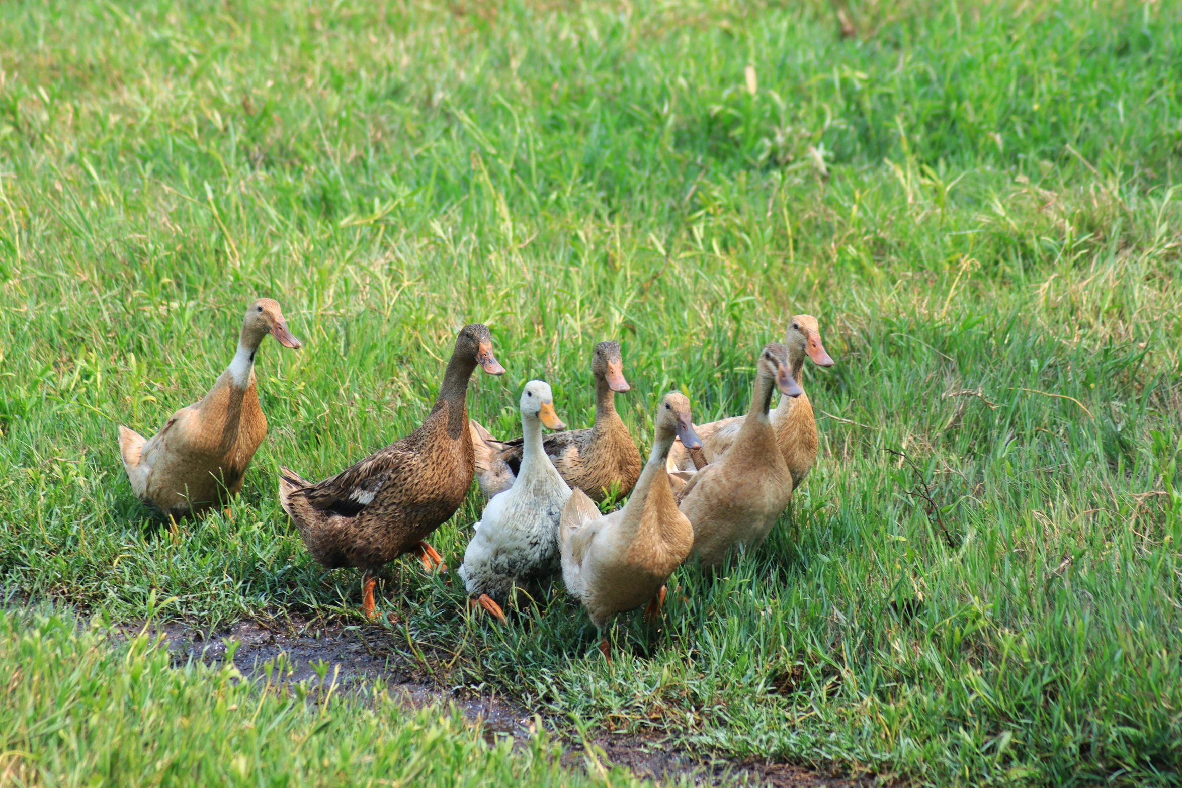 a group of ducks on grass near water