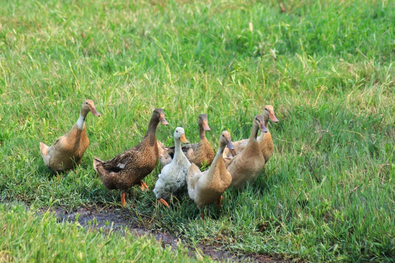 a group of ducks on grass near water