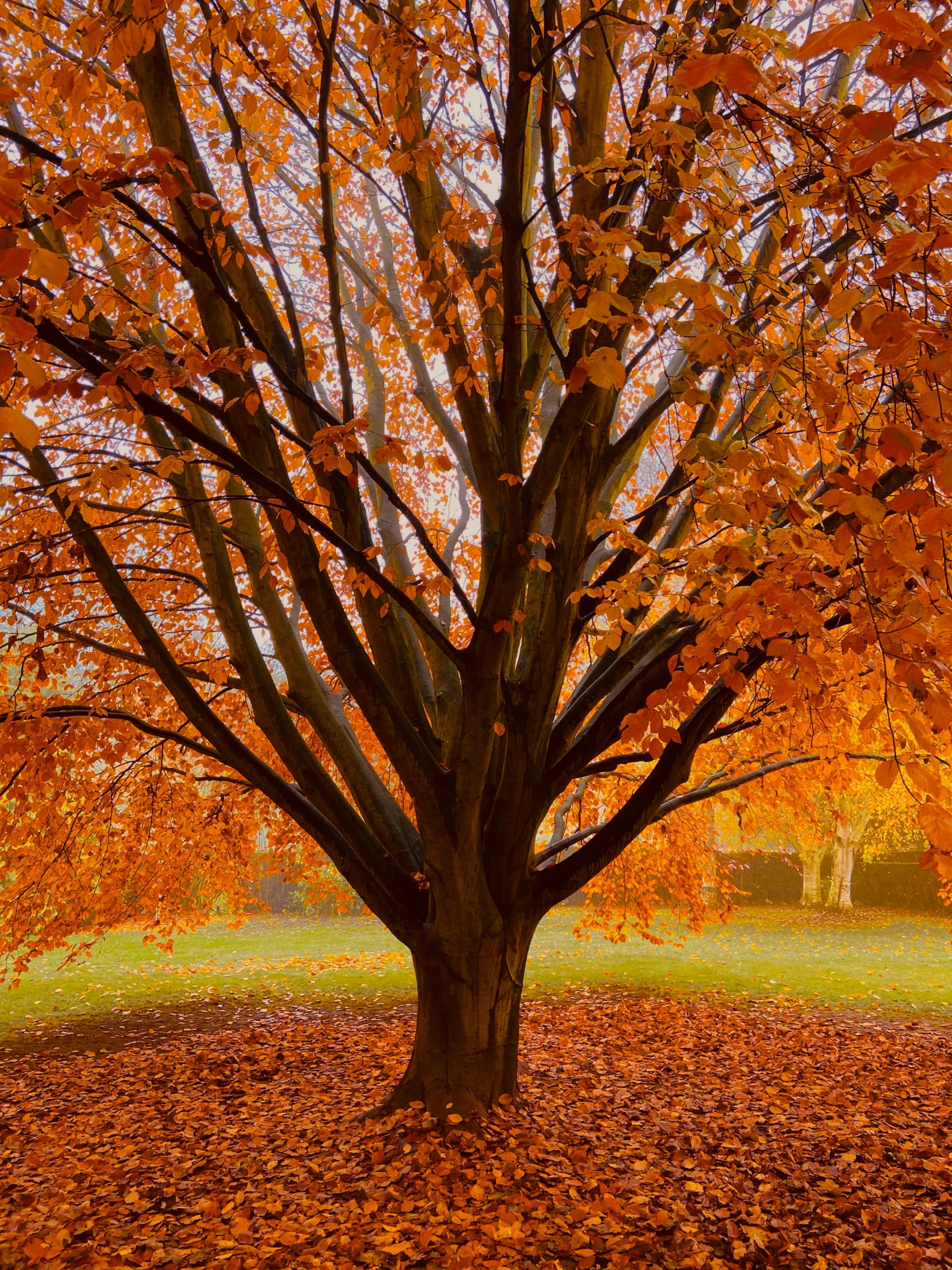 an image of a tree that has fallen leaves