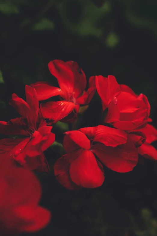 a cluster of red flowers growing in the sun