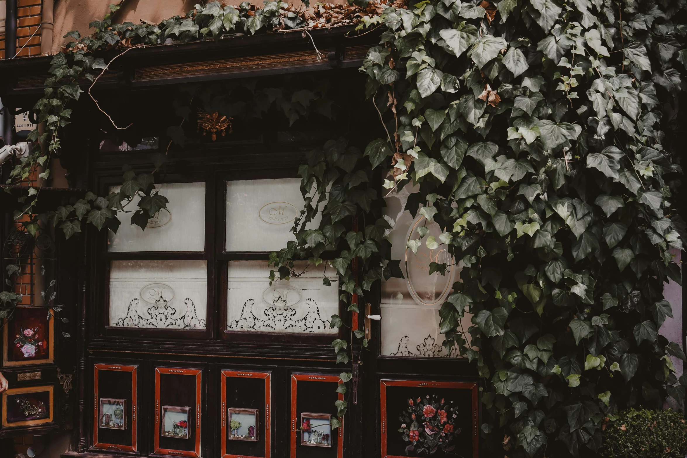 some leaves are growing on a building and windows