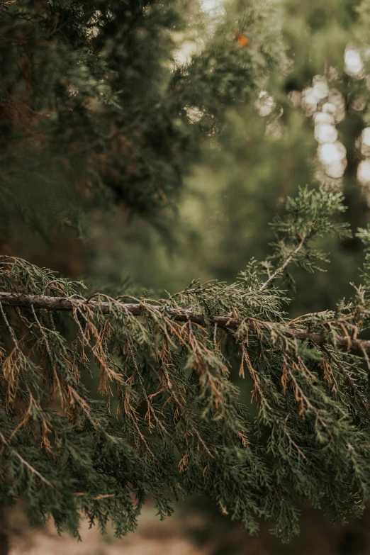 the nch of an evergreen tree has a large knot on it