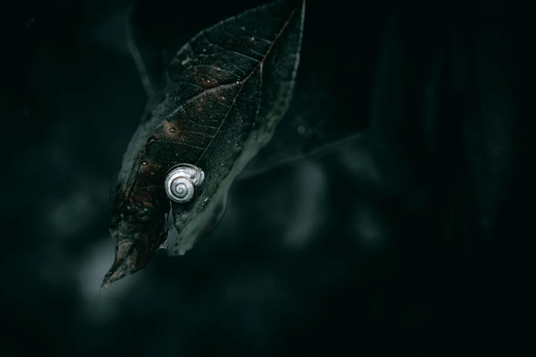 a leaf floating inside of a black liquid bottle