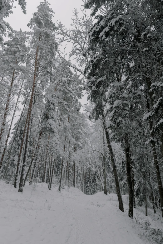 a snowy forest with many trees covered in snow