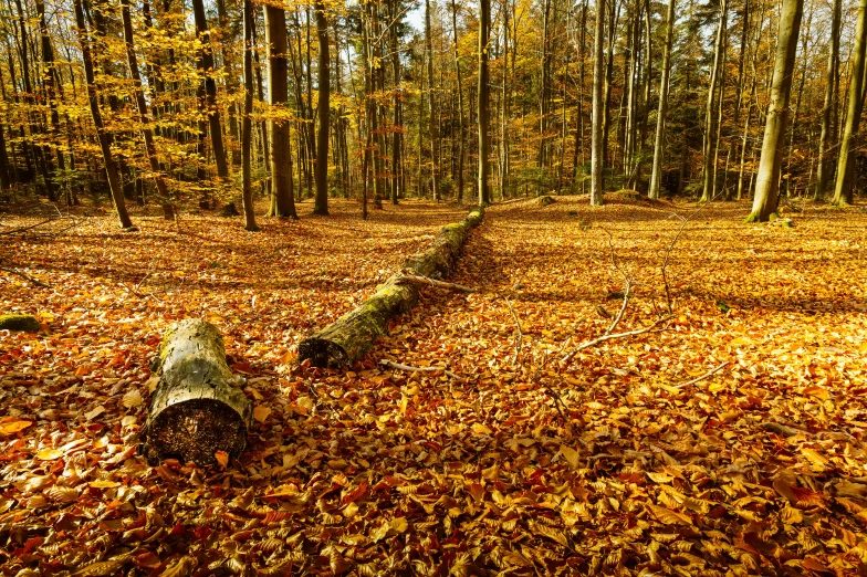 the log is made of wood, surrounded by leaves and other foliage