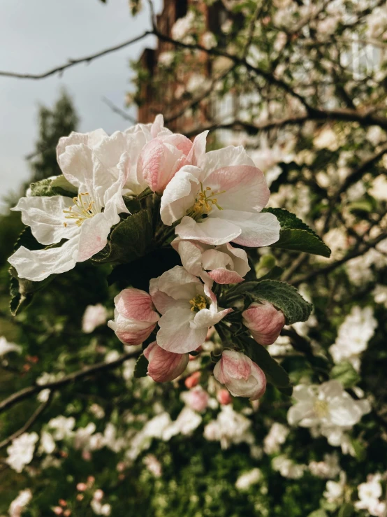 a bush with blossoming white flowers, in a garden