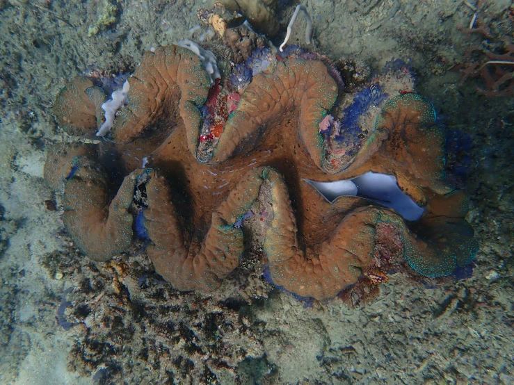 colorful marine life and coral in water area