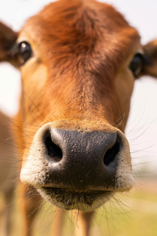 a close up of a cow's face showing the nose