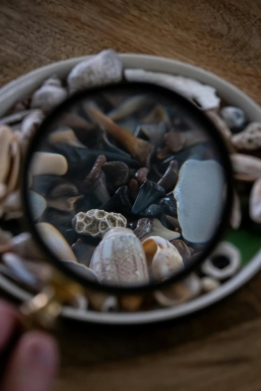 a close up of a magnifying glass with shells