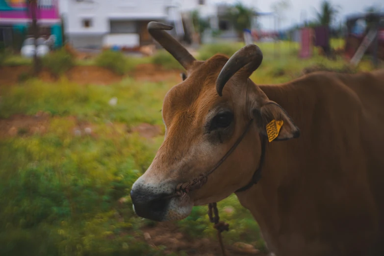 an animal with two horns standing in the grass