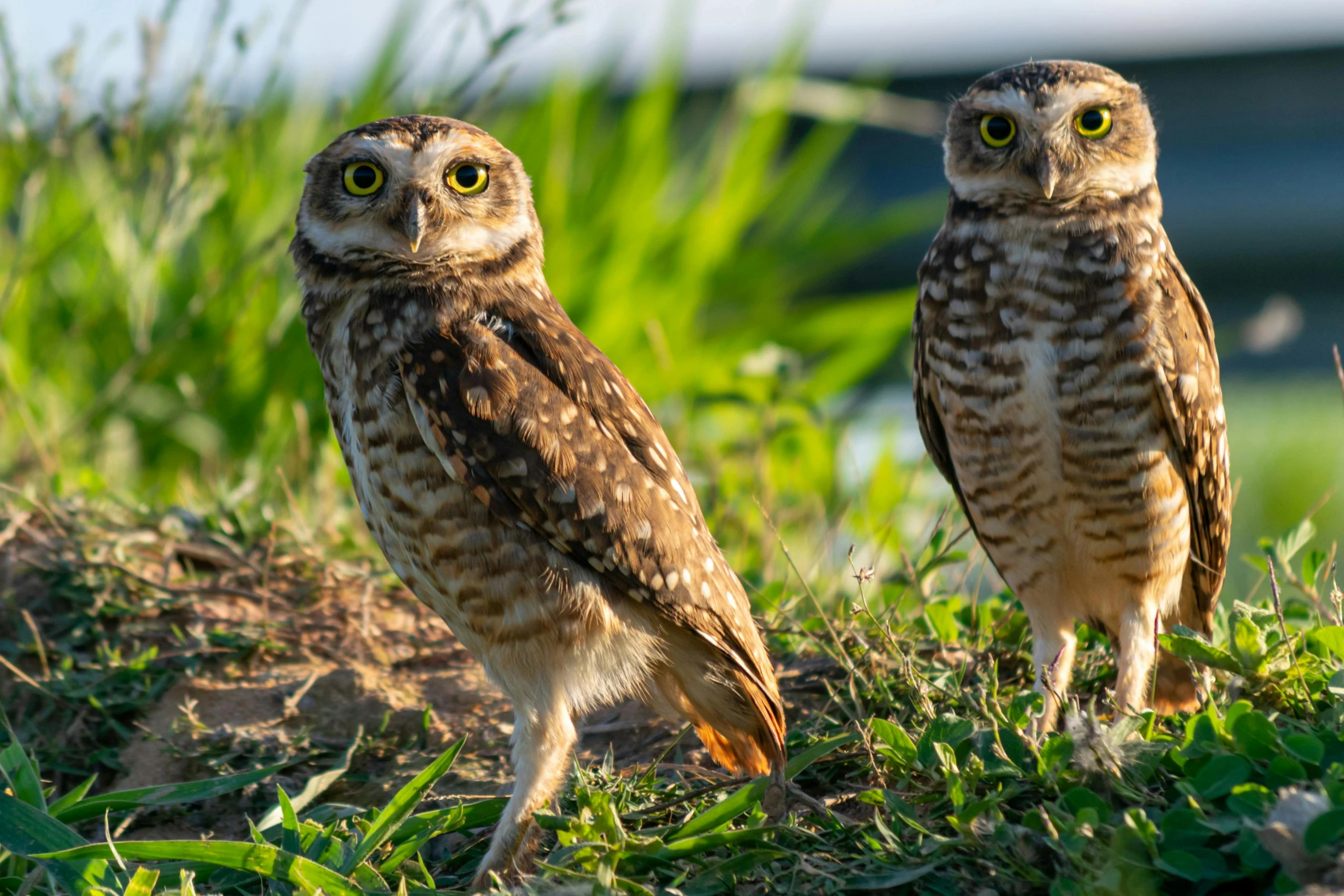 two little owls are standing side by side in the grass