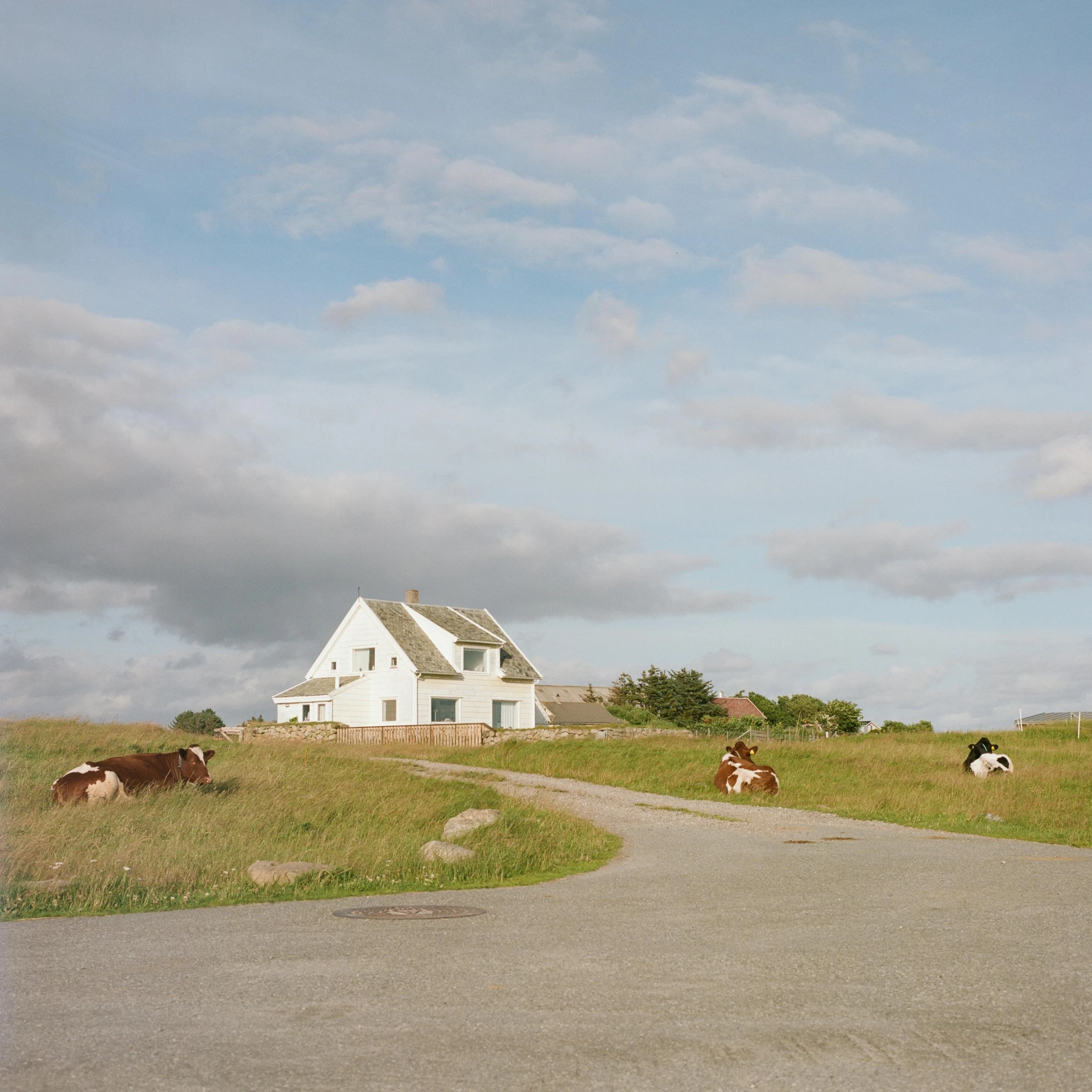 three cows graze in front of a small white house