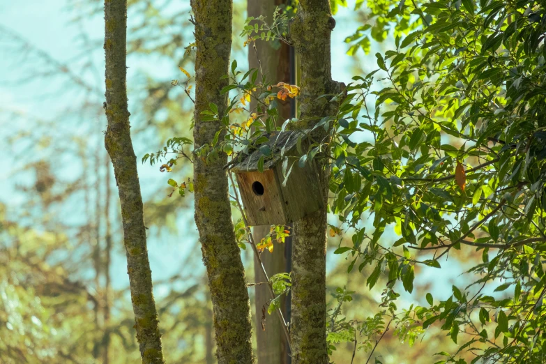 a bird house nestled in the trees