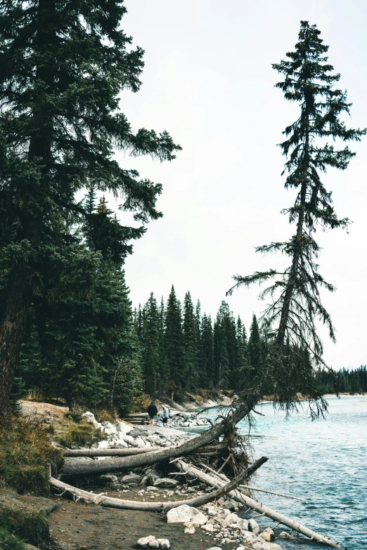 some trees and rocks and water and one lone person