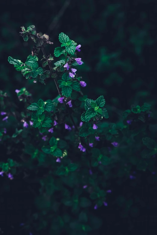 green leaves with purple flowers against a dark background