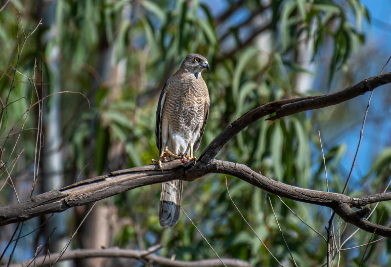 a bird perched on top of a tree nch