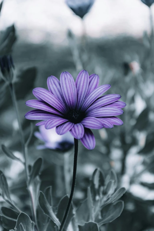 a single purple flower sitting in the middle of a field