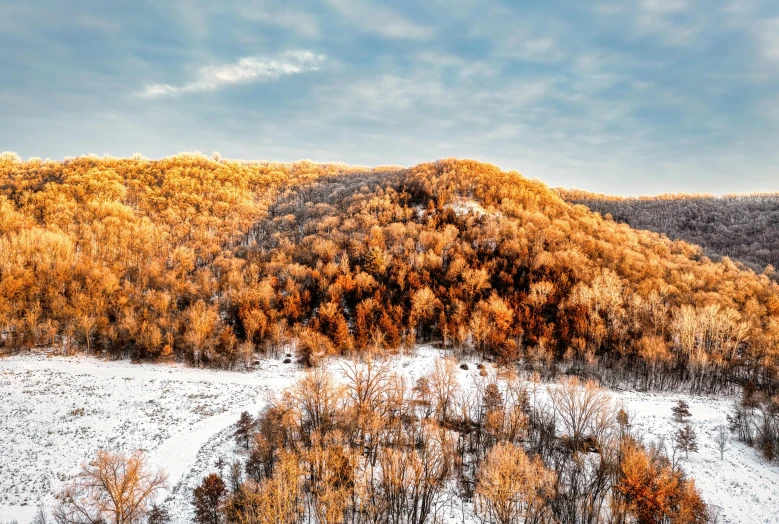 a scenic view of trees covered in snow