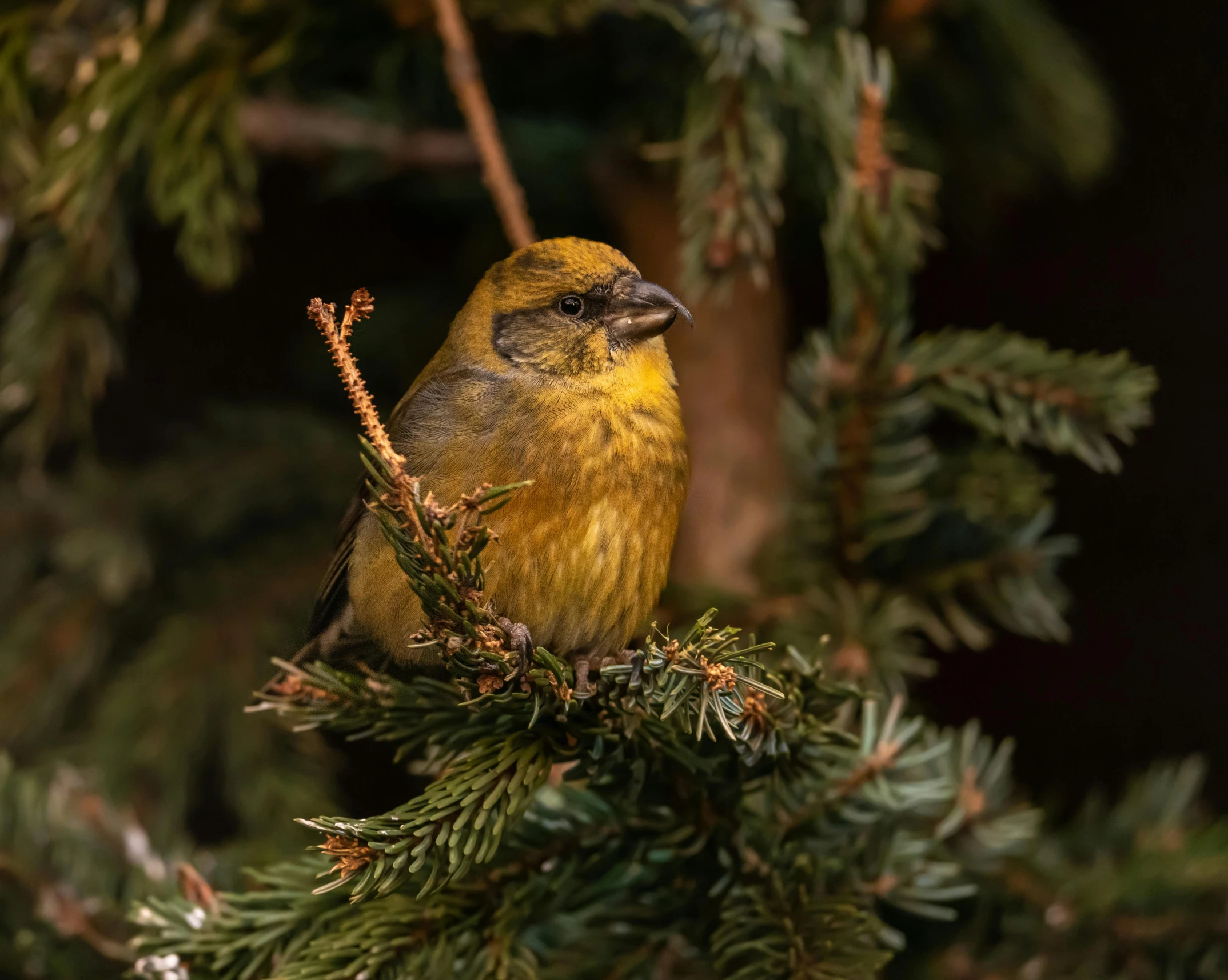 the small yellow bird has black spots on it