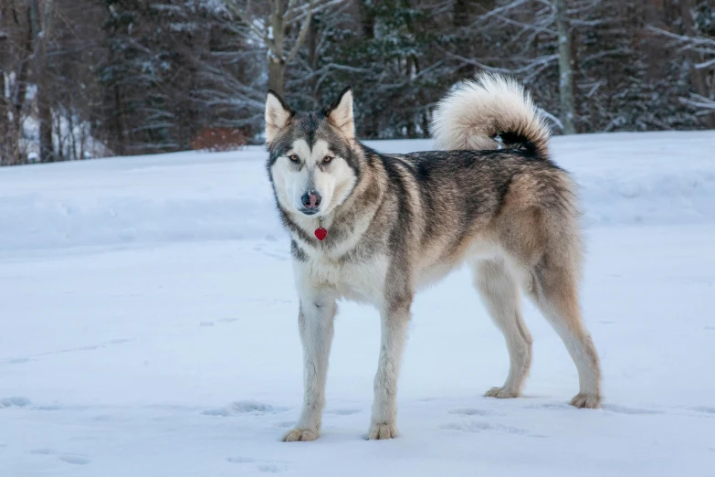 the husky dog stands in the middle of the snow