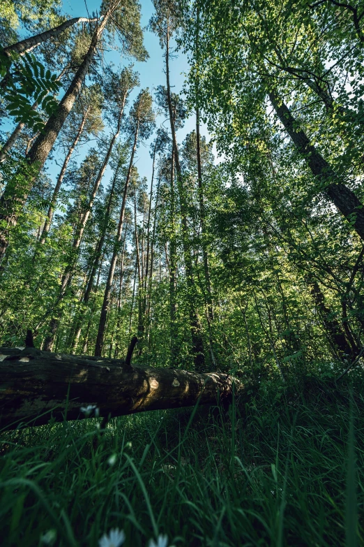 a group of trees in a forest with some white flowers in the foreground