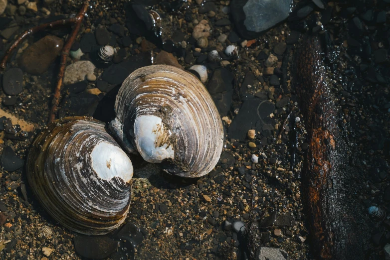 the three seashells have been cleaned on the shore