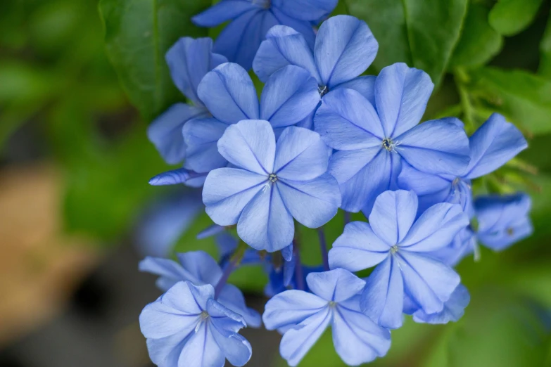 a blue flower that is growing on a plant