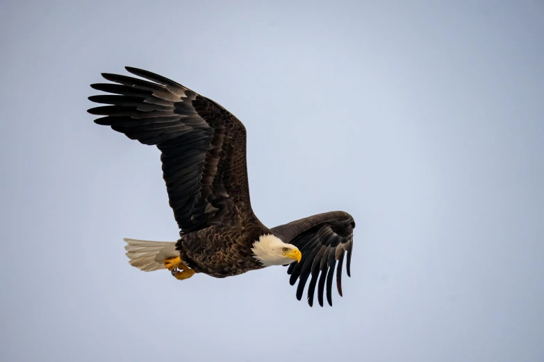a bald eagle flying through the air, showing its wingspan