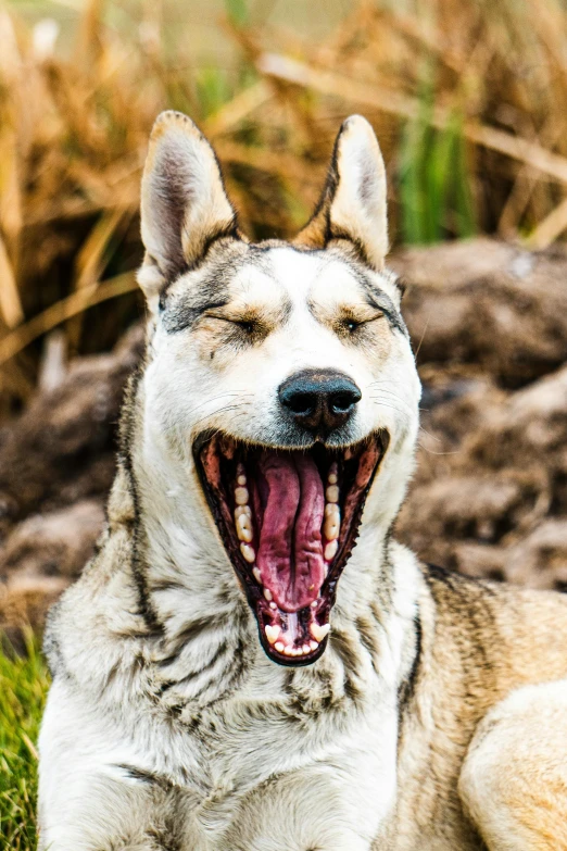 an akeshi dog with its mouth open laying in the grass