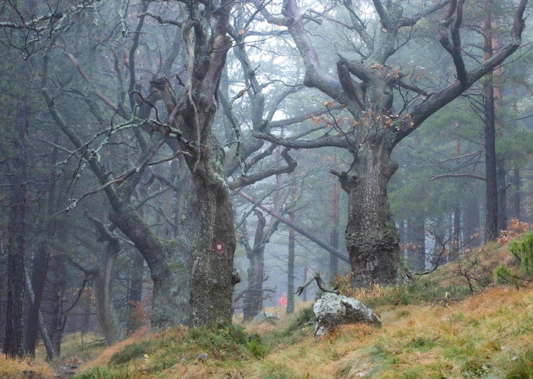 the woods are covered with fog and there are some trees in the distance