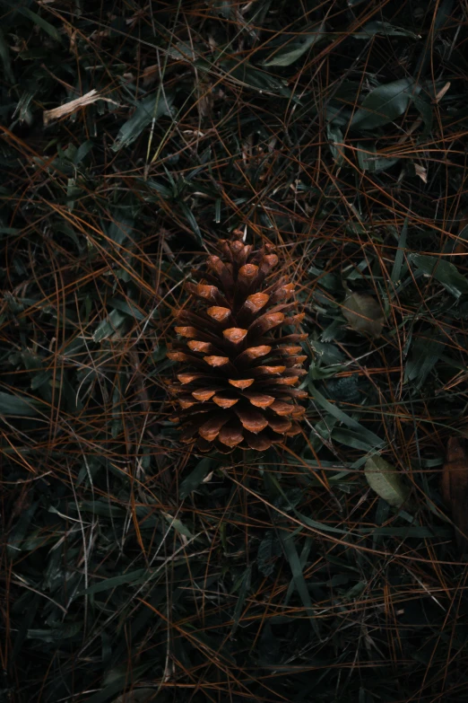 a pine cone laying in some pine needles