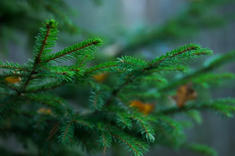 the nches of a pine tree are close to the camera