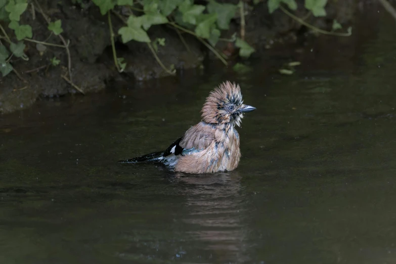 a bird wading in shallow water next to a wall