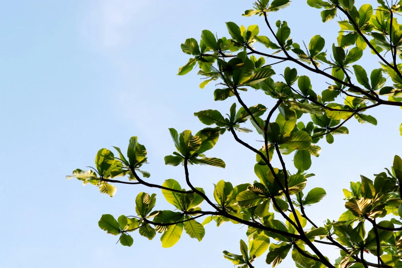 leaves on the tree looking up in the sky