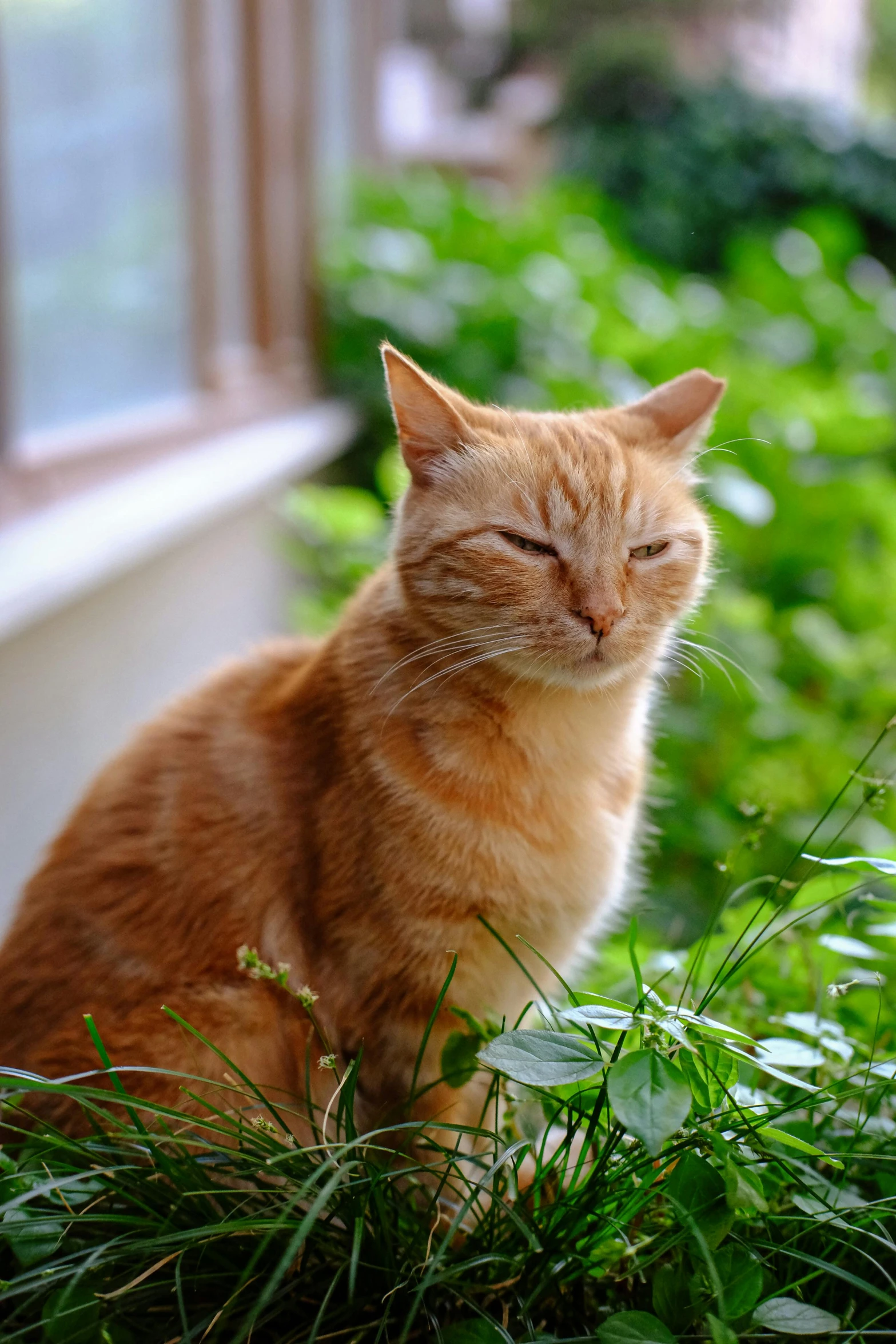 the orange cat is sleeping on top of the bushes