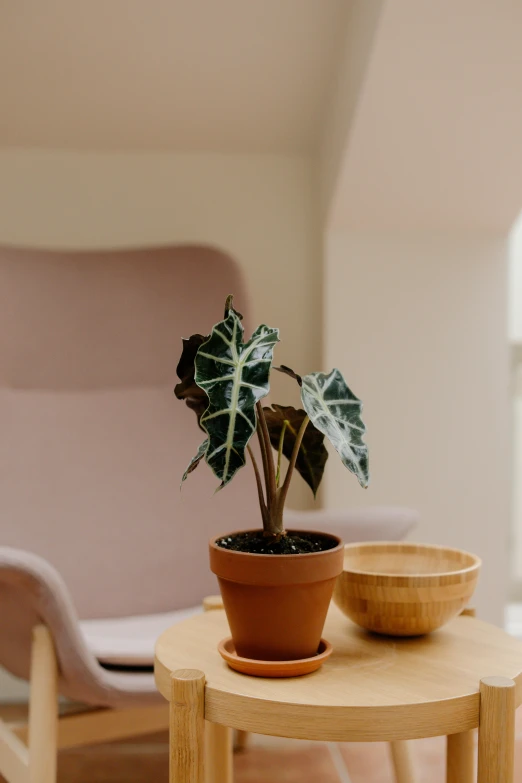 a potted plant is sitting on top of the small table