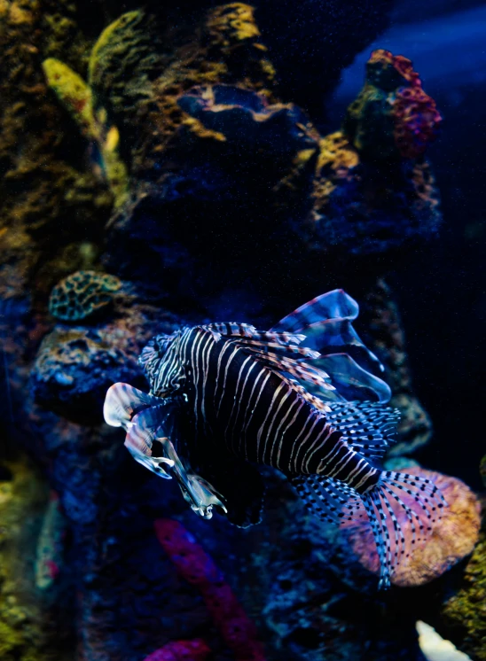 a fish is swimming through an aquarium with corals