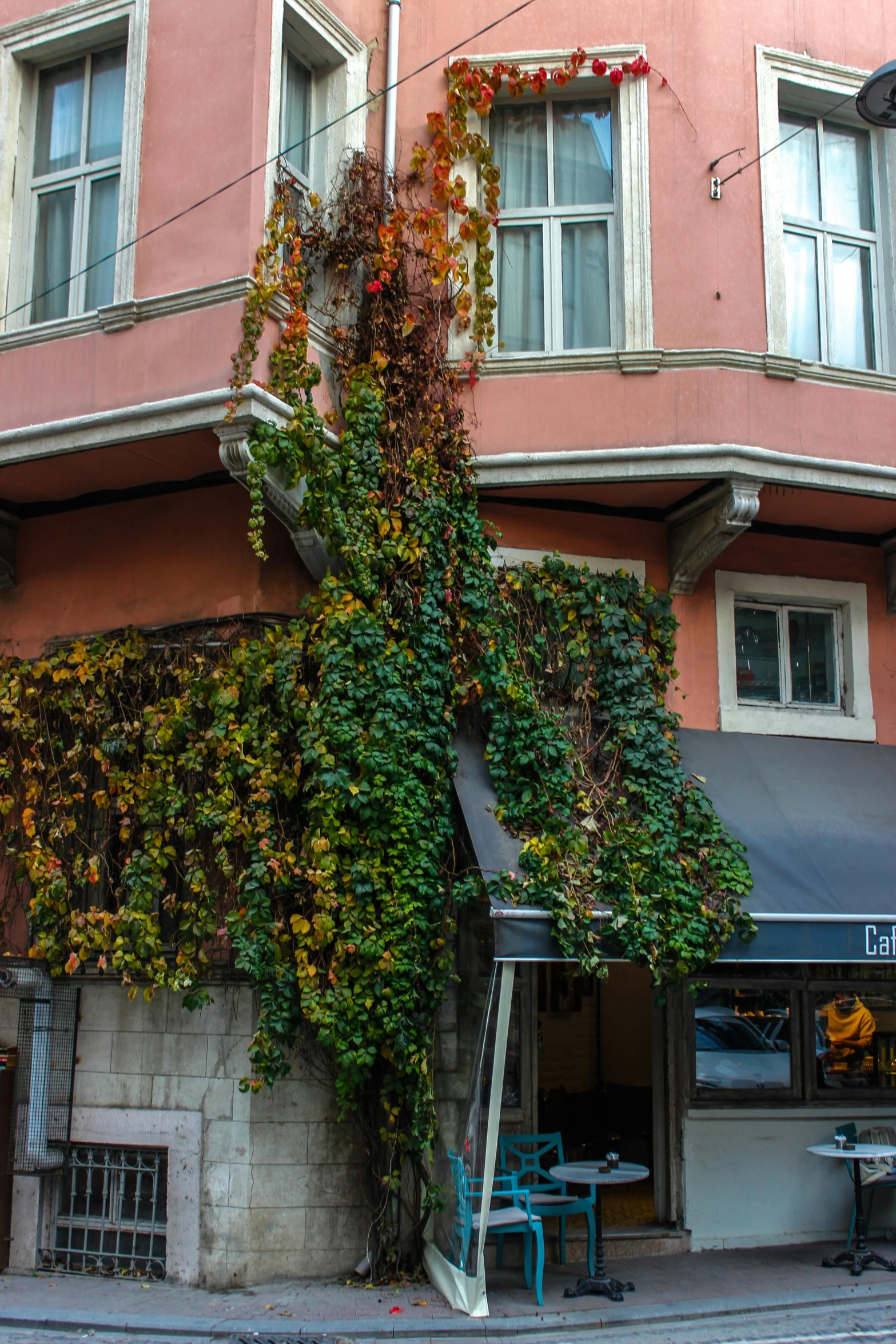 vines grow over the sides of an orange building